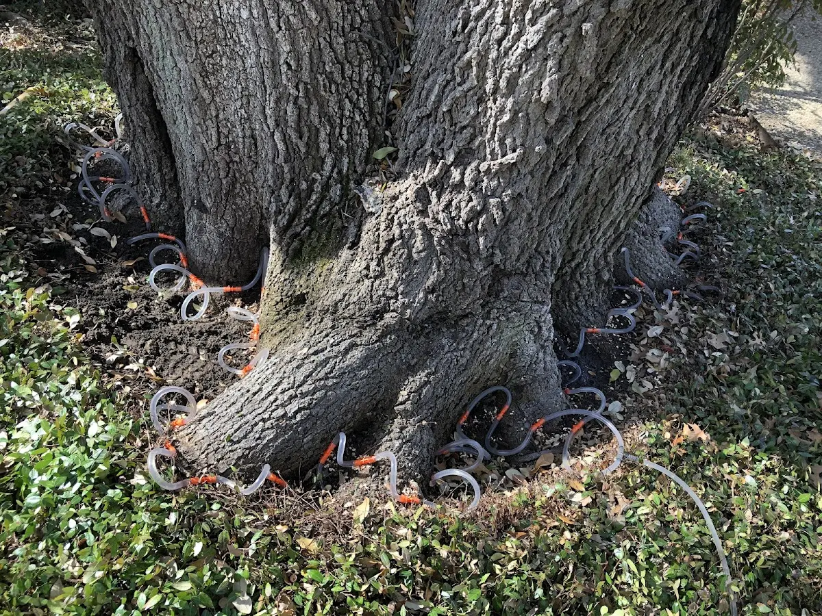 Detailed Tree Cabling and Bracing job site in Gilliam